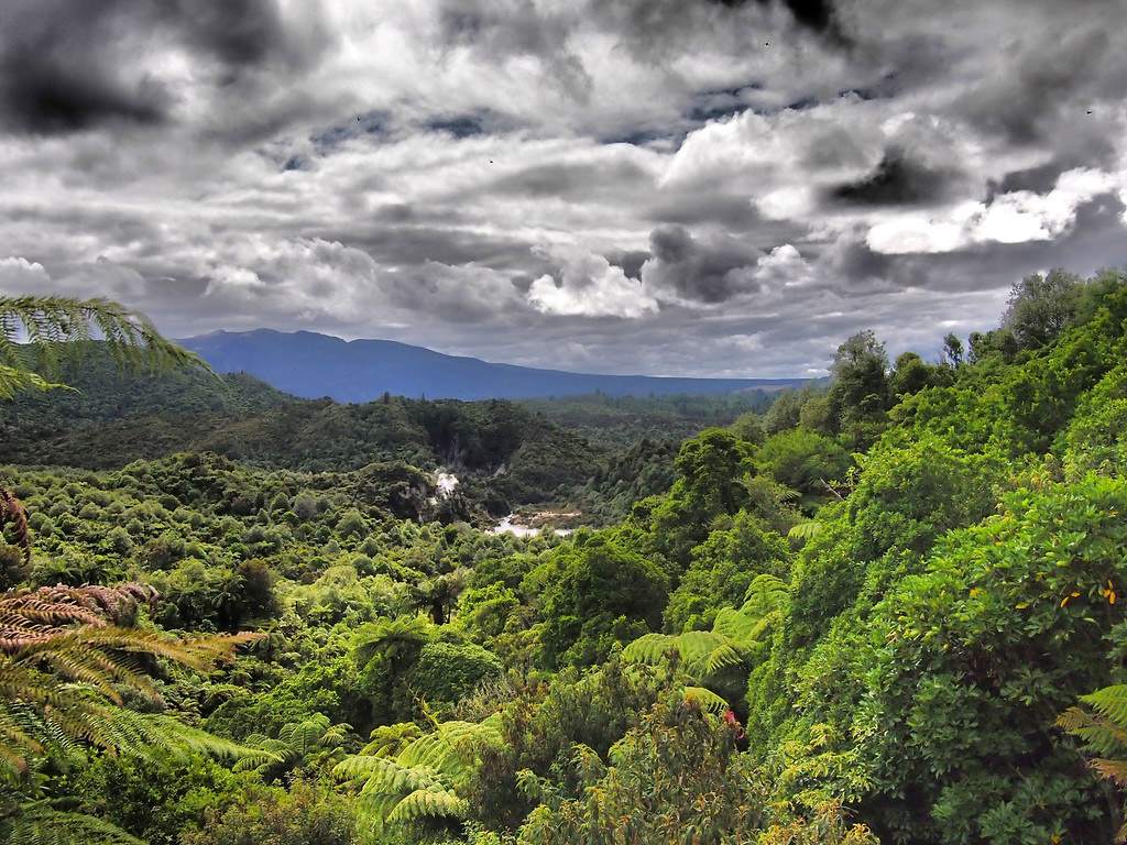 It's ferns for days in and around Rotorua.