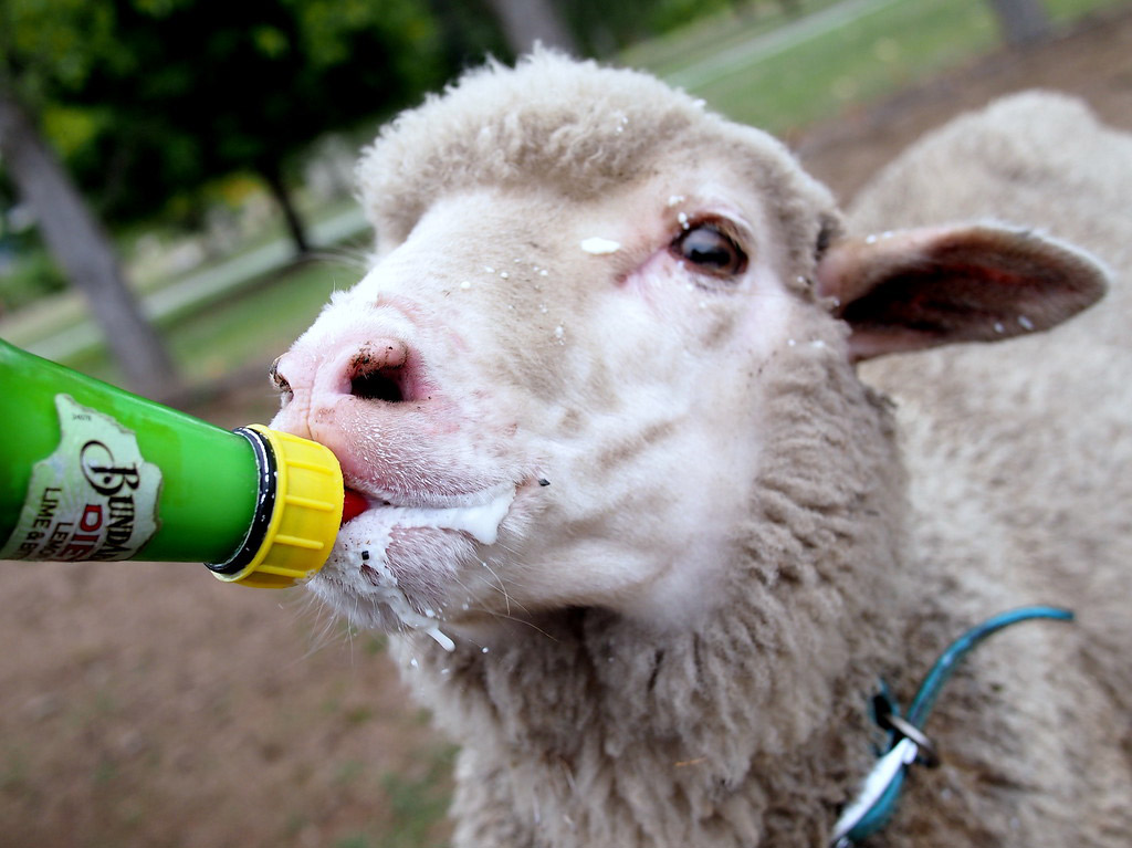 Filling my quota of cute with this sheep.