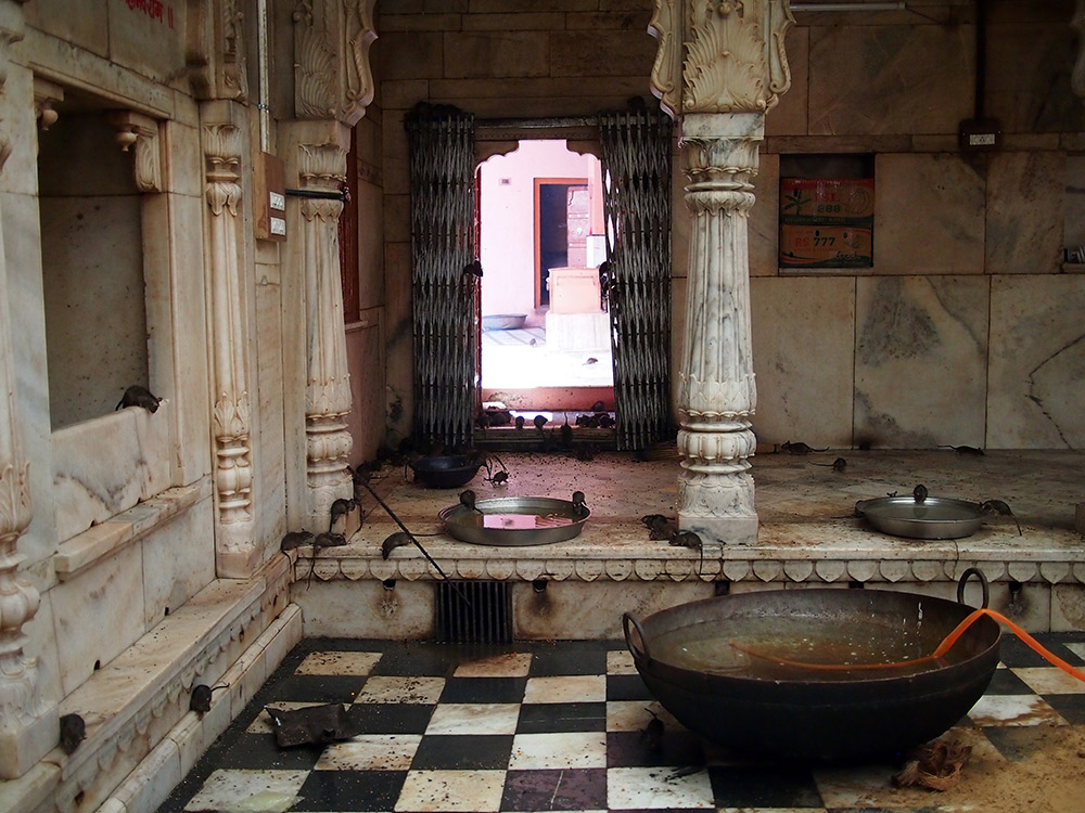 Rats running the show at Karni Mata temple in Rajasthan.