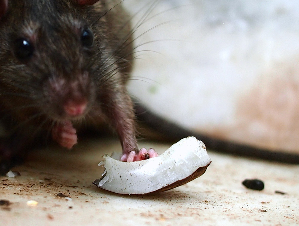 Rat holding a coconut shell.