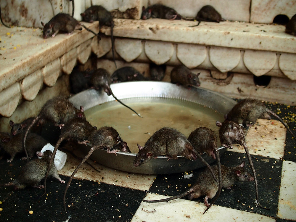 Mealtime for the rats.