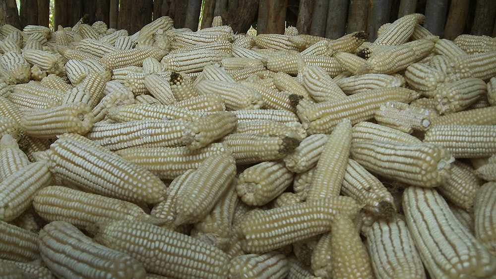 Harvested maize in Zimbabwe.