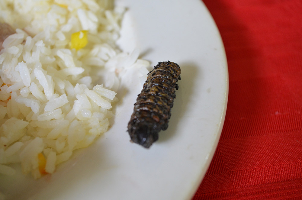 Mopane worm anyone? Photo courtesy Tribp.