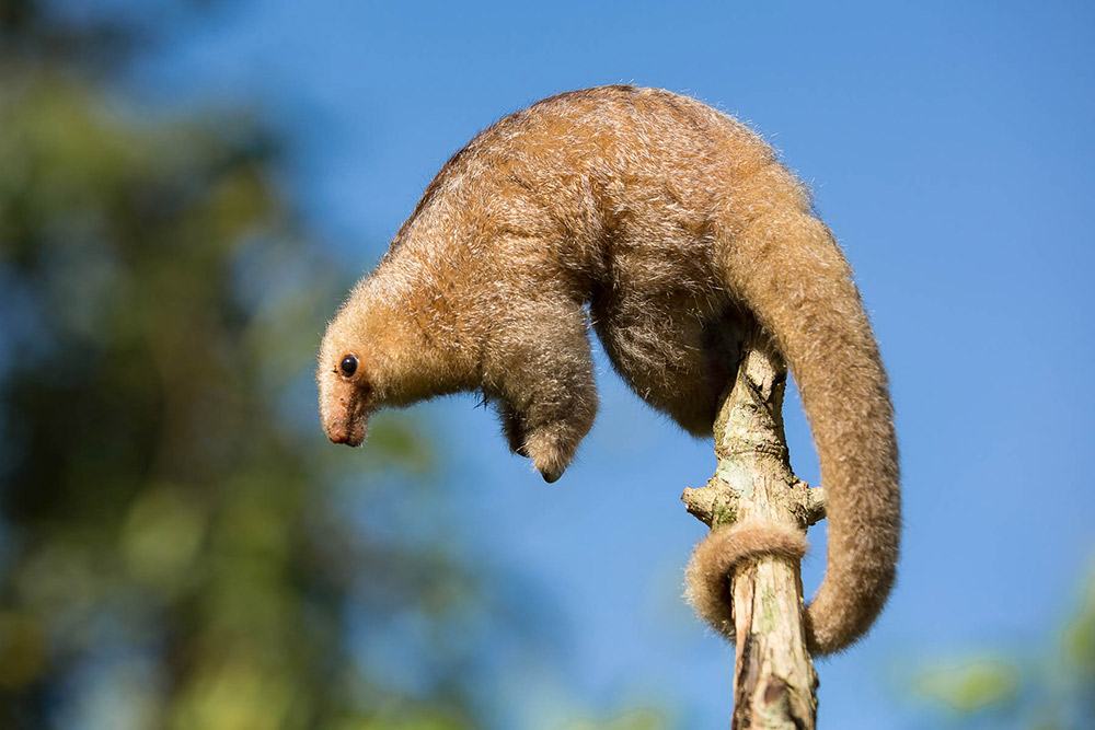 Silky anteaters! Photo courtesy Wiki.