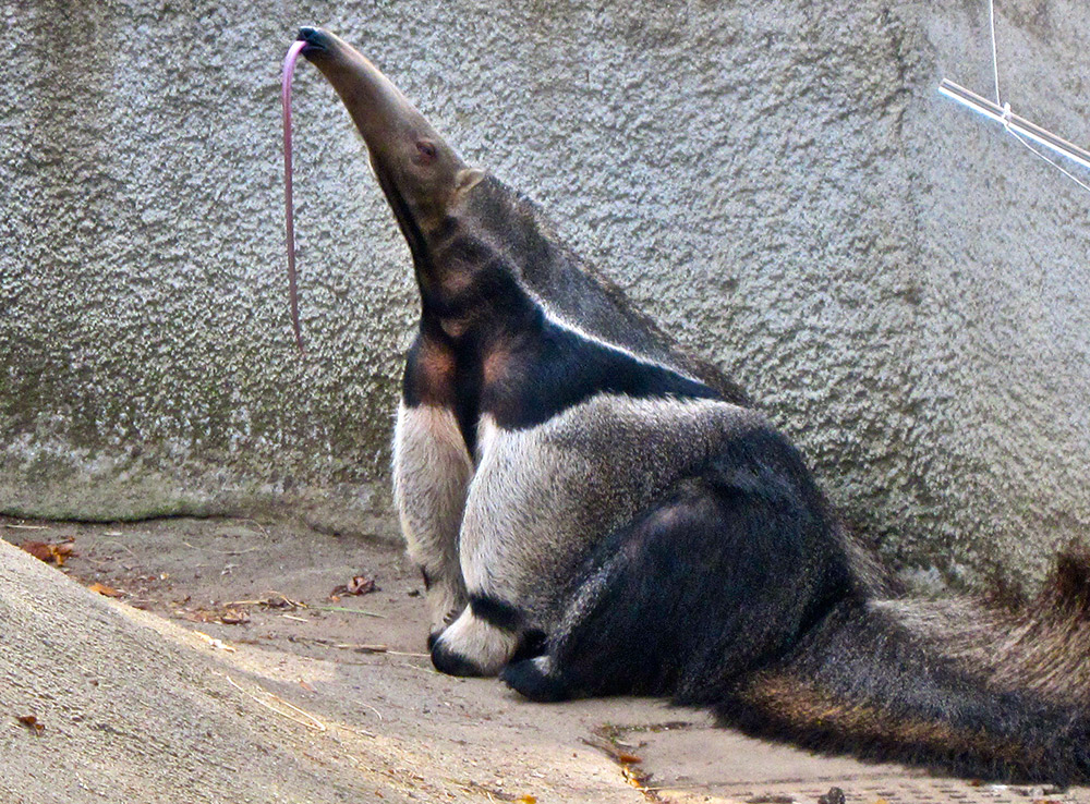 Anteaters have long tongues and no teeth. Photo courtesy Ellen M.