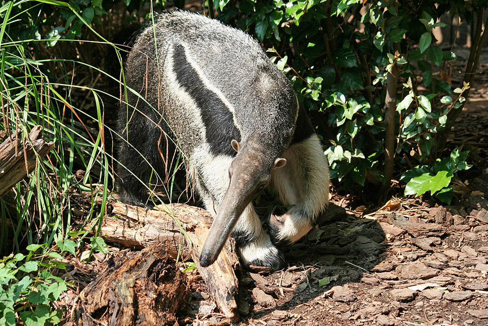 If a tamandua feels threatened while in a tree, it will hold onto