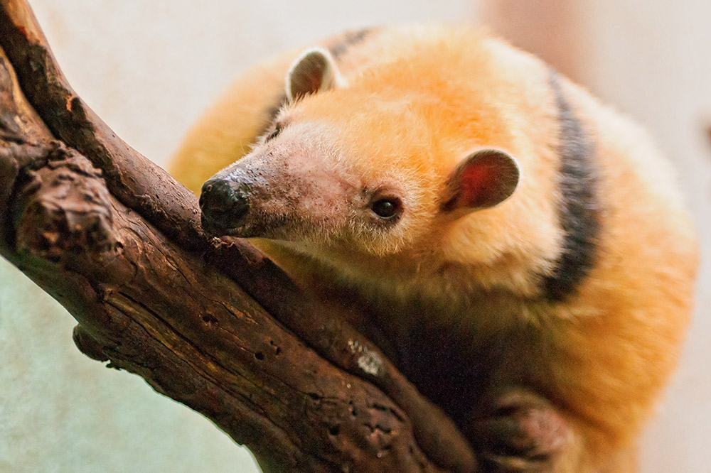 A blonde tamandua. Photo courtesy Tambako.