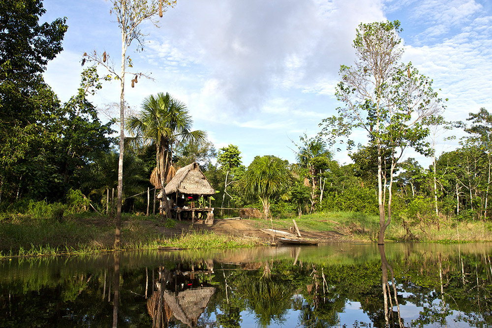 Tamanduas are referred to as the stinker of the forest.