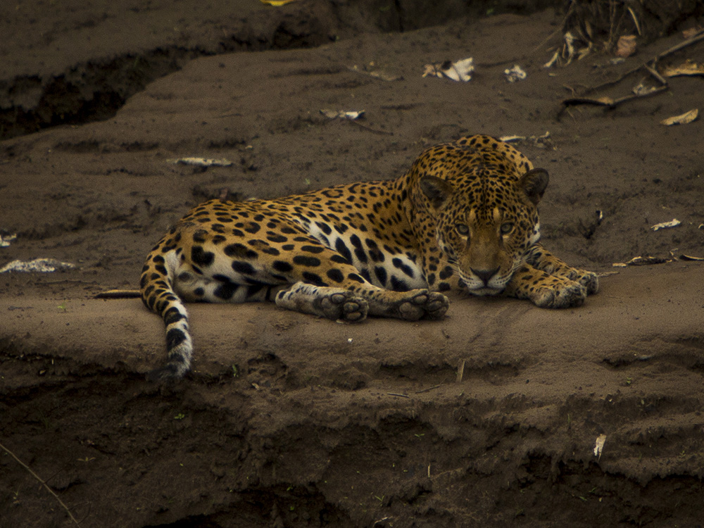 Jaguars have the strongest bite of any big cat. Photo courtesy of Joseph K.