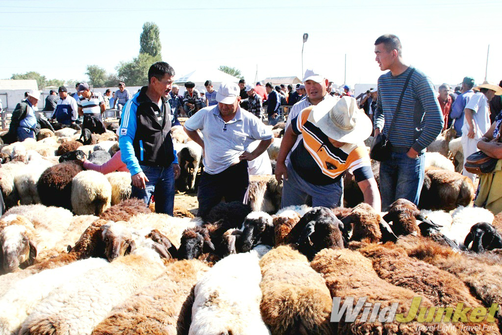 Livestock market in Taraz, Kazakhstan, where hundreds of cattle and sheep are on sale.