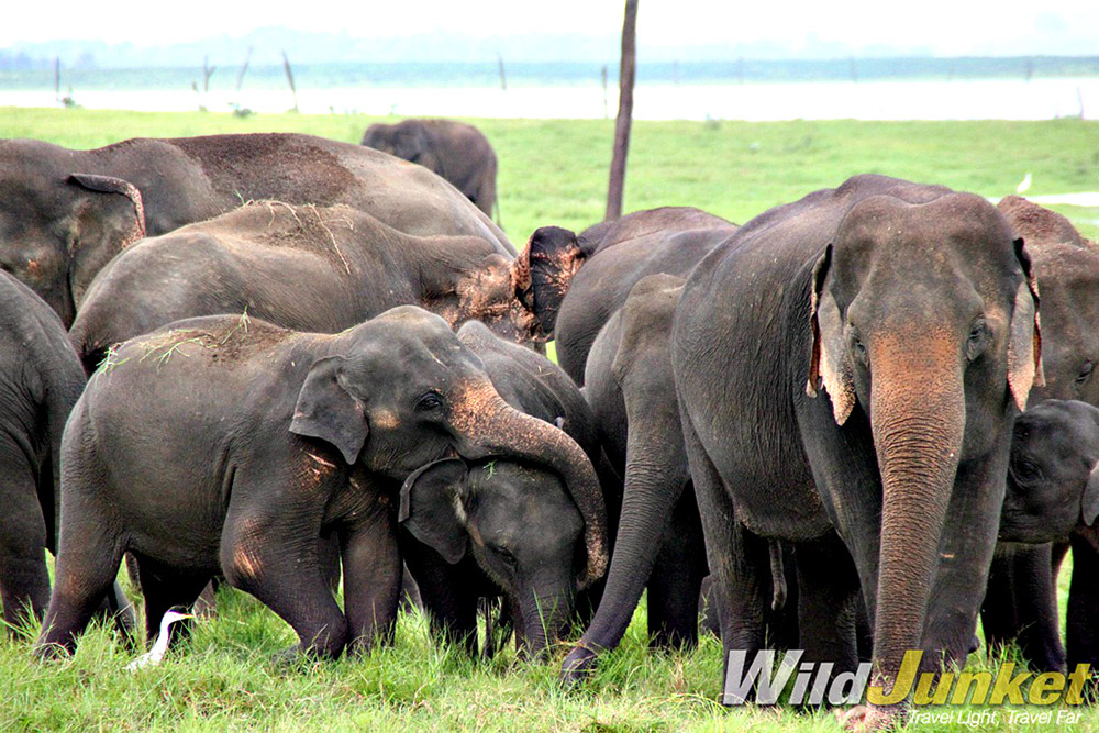 Seeing wild elephants in Asia is rare these days — but it’s still possible in Sri Lanka.