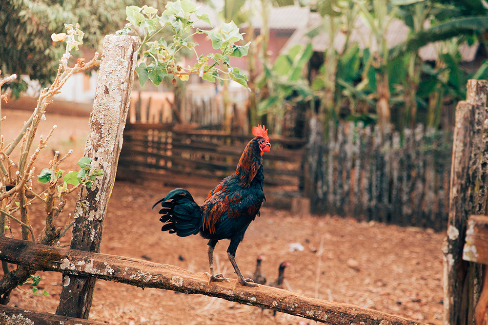 This is what an alarm clock might look like in northern Thailand.