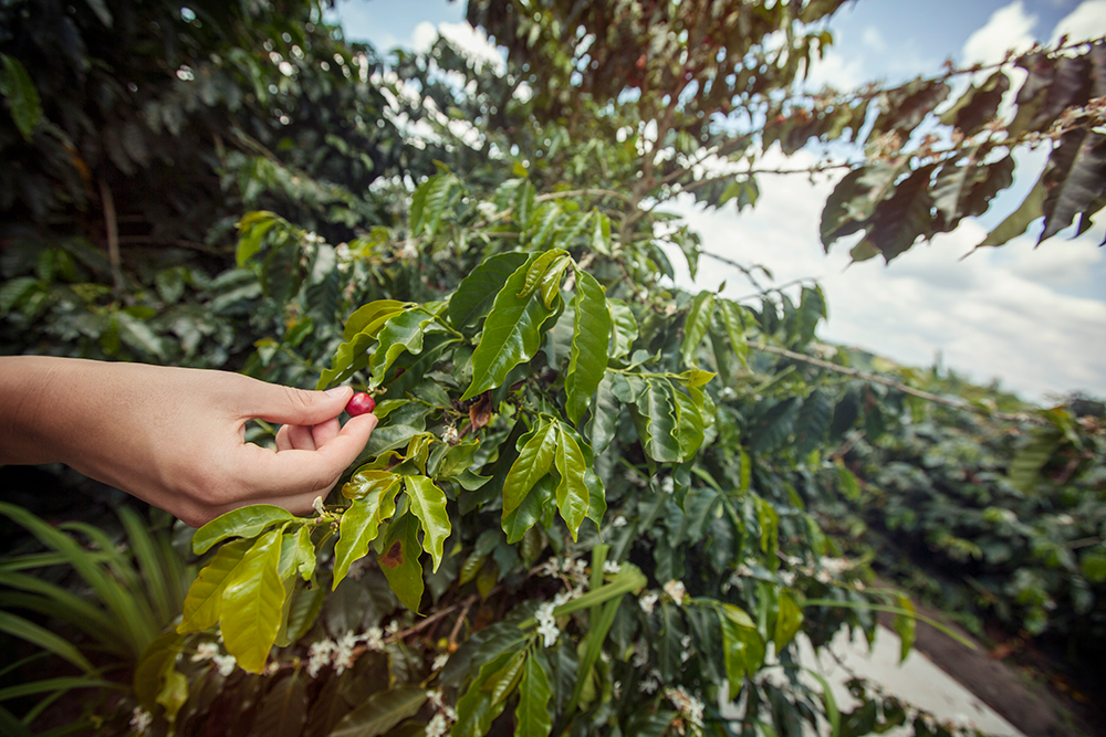 The Colombian town of Armenia is world-renowned for its coffee beans.