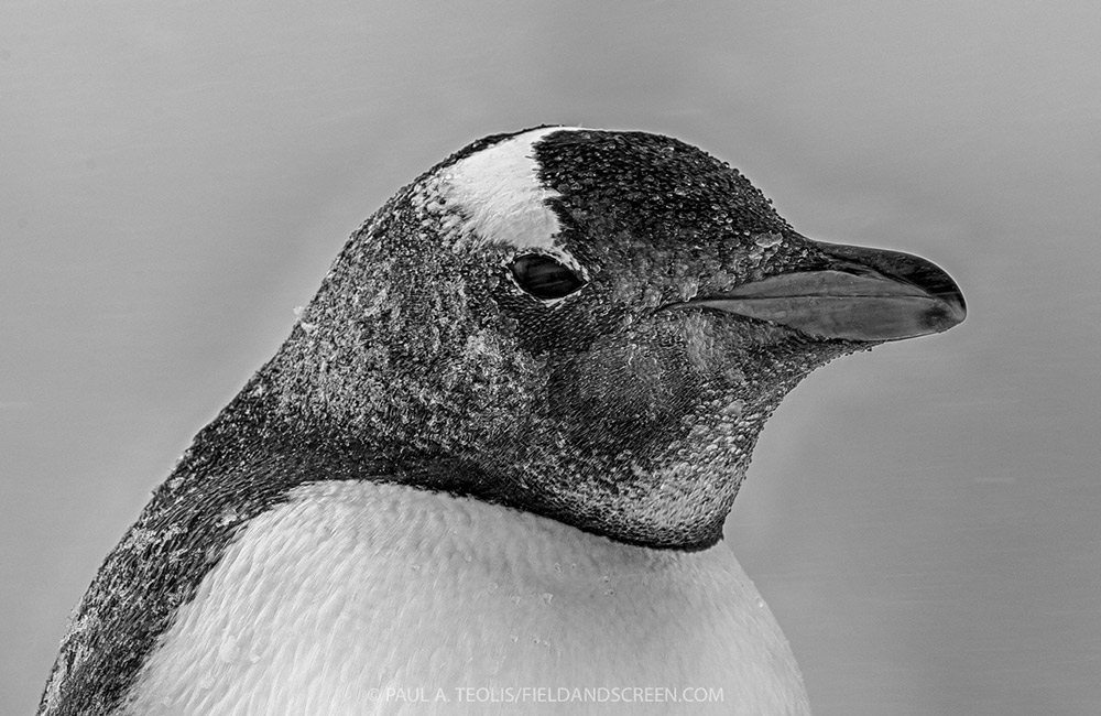 Icy gentoo penguin.