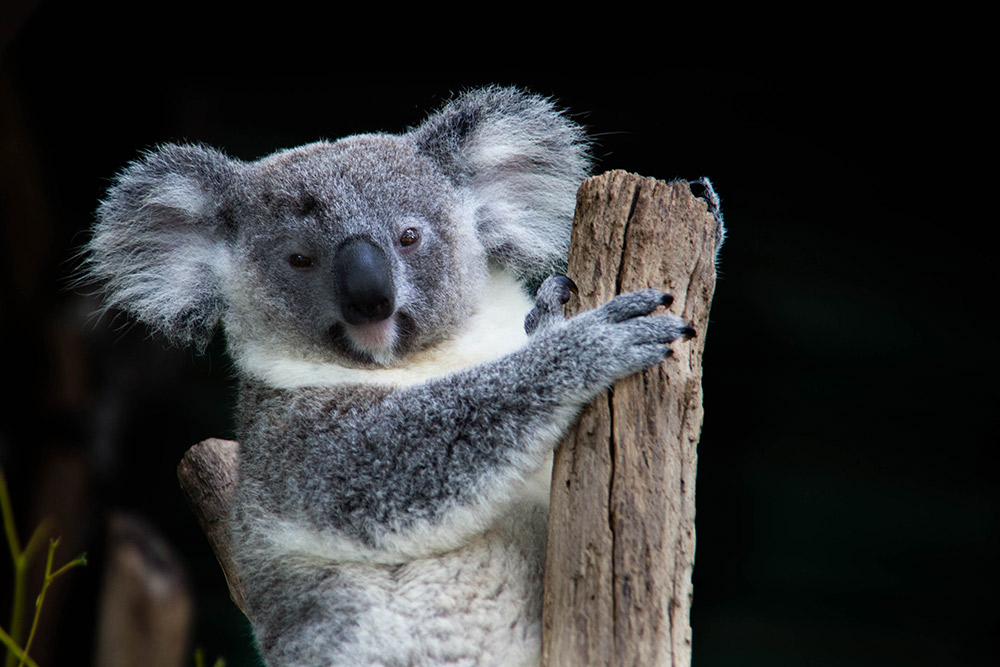 We dare you to see a koala and not smile. Photo courtesy Jo O.