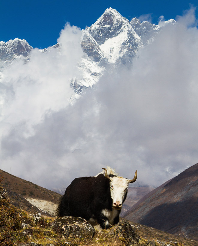 A female yak – called a nak – in front of the world’s fourth highest mountain, Lhoste.