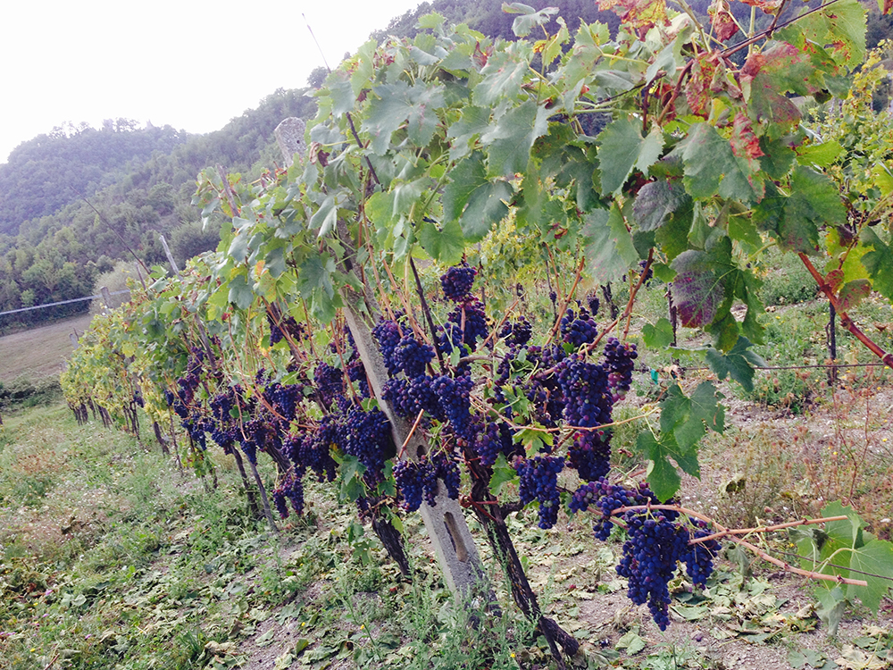 Vineyards in Umbria.