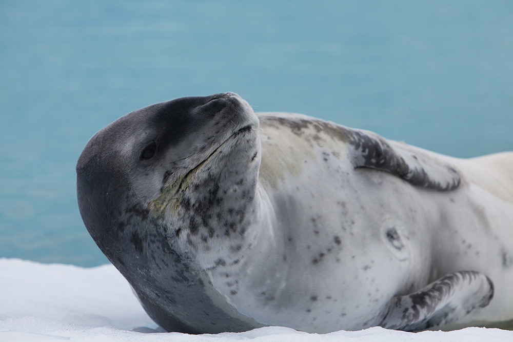 A leopard seal.