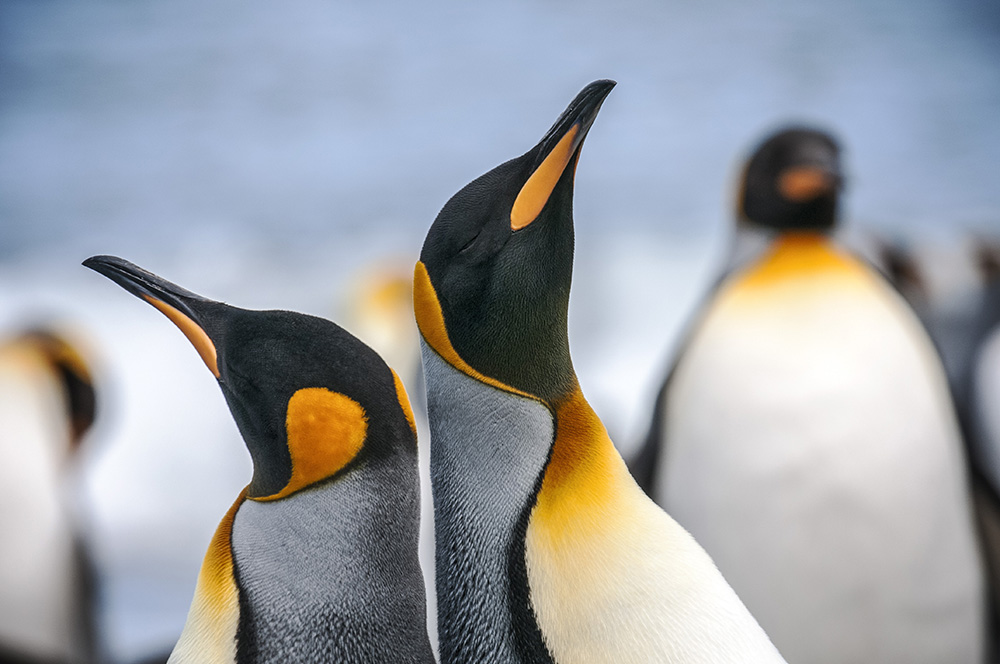 Antarctic animals vs. Arctic beasts: A quick look at who lives where