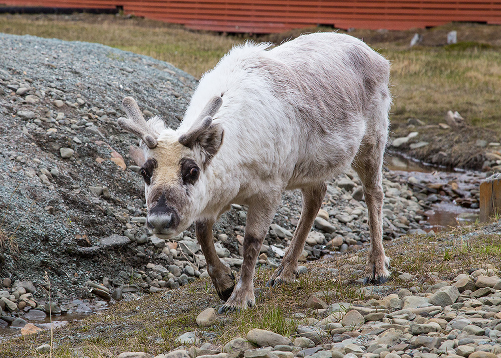 A reindeer.