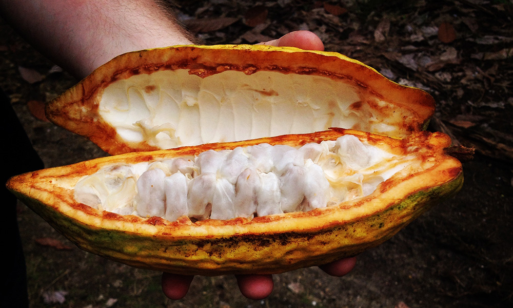 A freshly opened cacao pod in Ecuador.