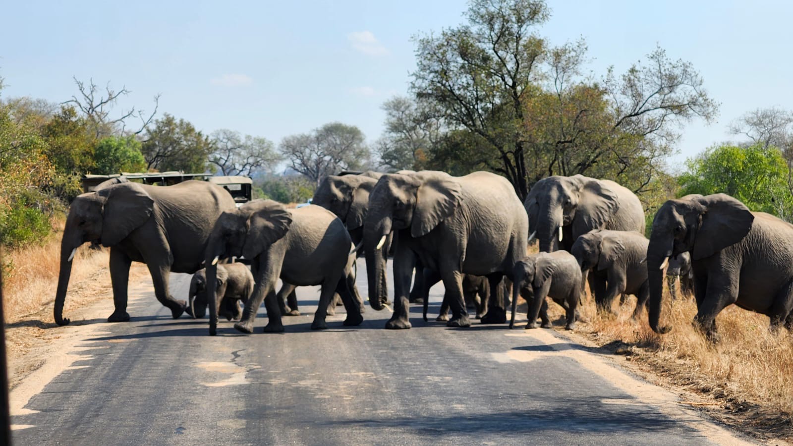 A family’s unforgettable adventure: exploring Kruger National Park