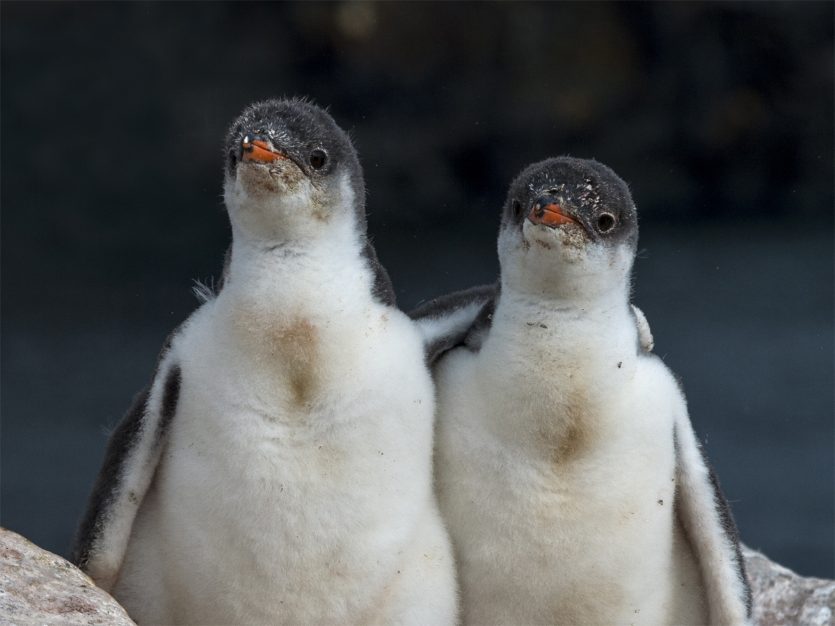 Photo courtesy travel and wildlife photographer Renato Granieri.