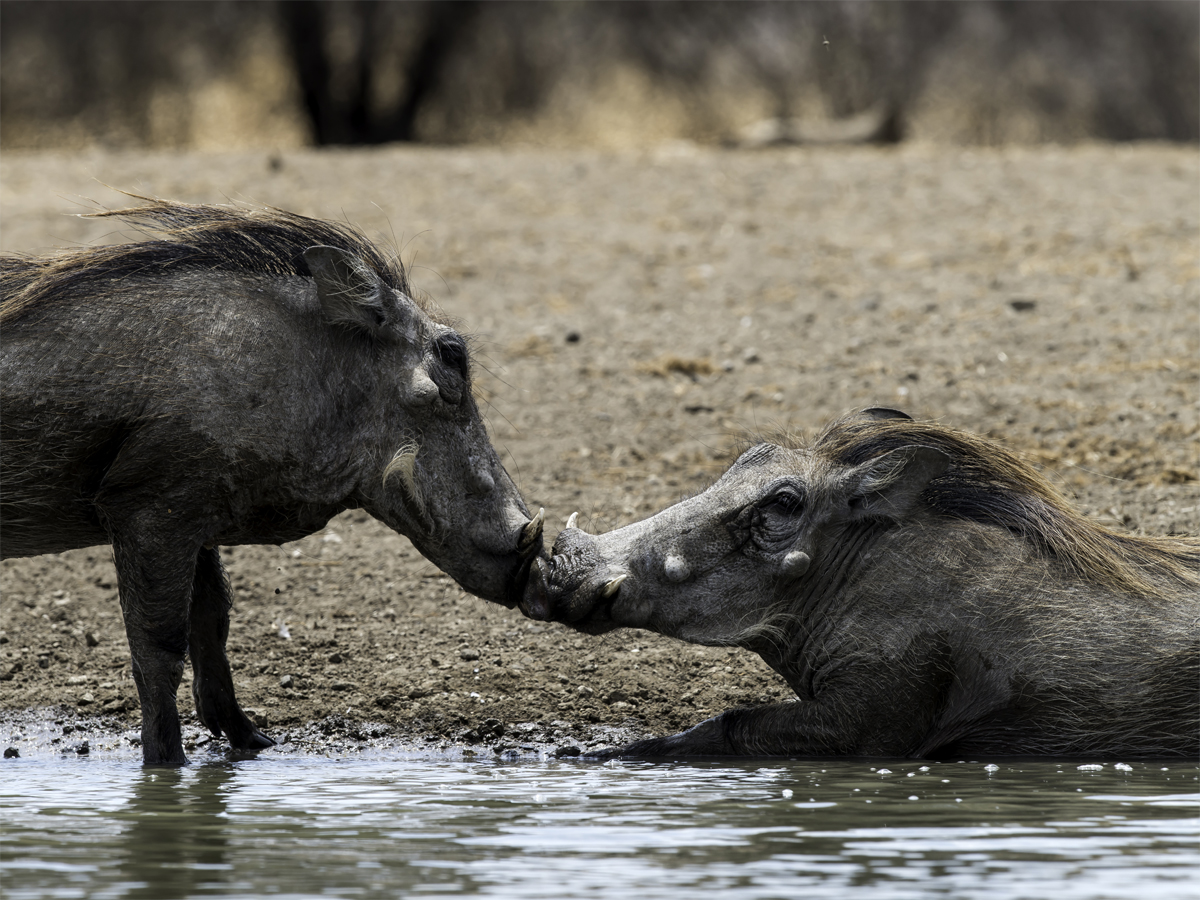 Photo courtesy travel and wildlife photographer Renato Granieri.