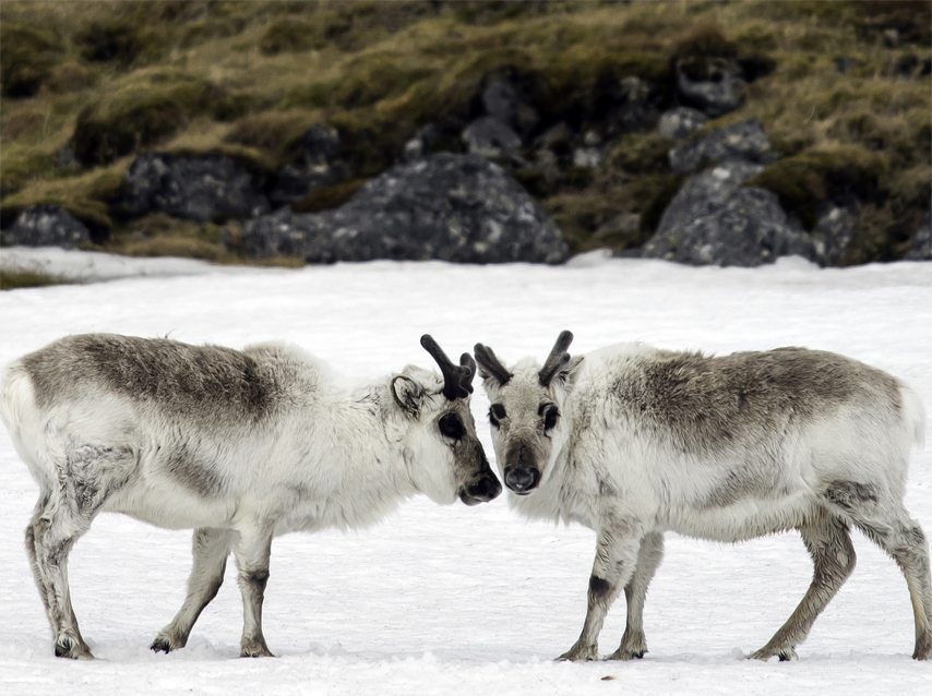 Photo courtesy travel and wildlife photographer Renato Granieri.