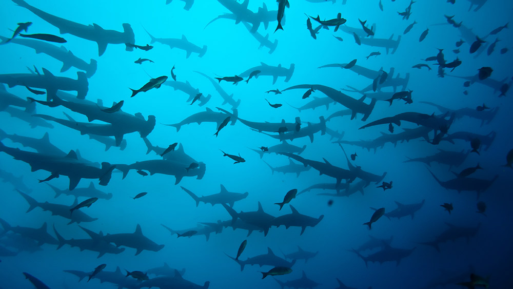 A sea of hammerhead sharks. Photo courtesy John V.