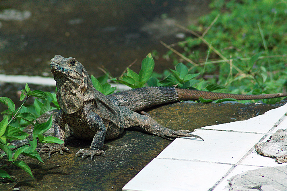 The Costa Rican ctenosaur is fast. Record setting fast. Photo courtesy Don H.