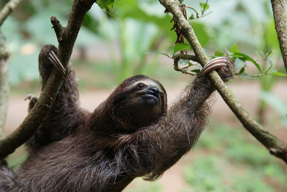 This sloth was spotted in Puerto Viejo, Costa Rica. Photo courtesy Bradford D.