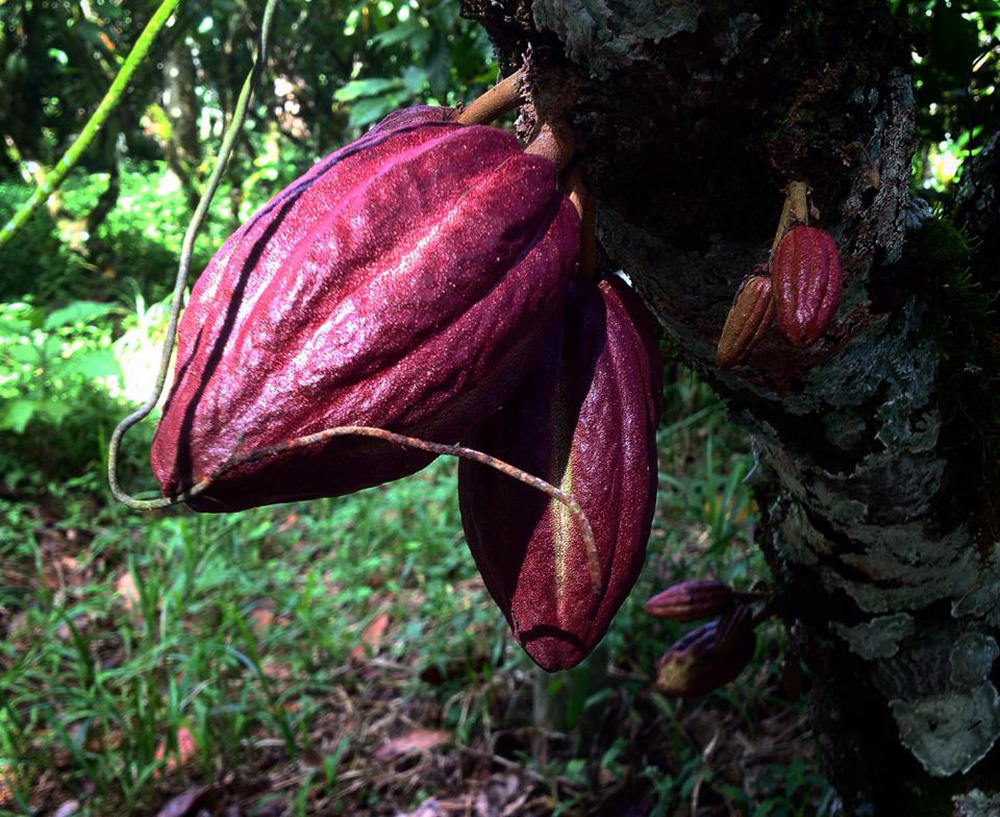 Cacao in Trinidad.