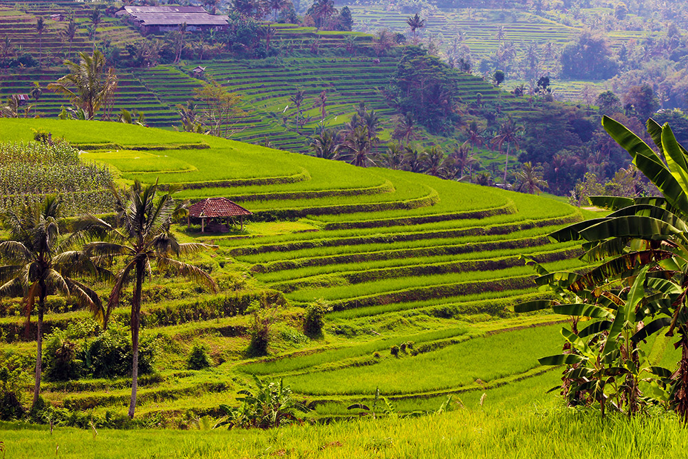 Jatiluwih Rice Terraces in Bali.