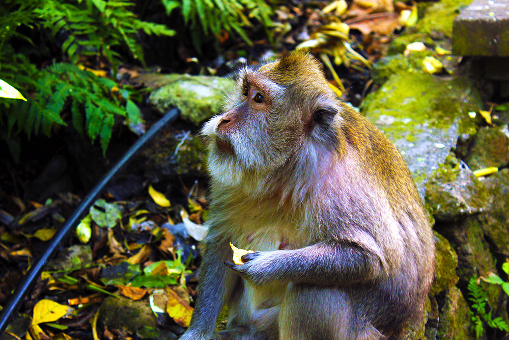 Having a snack at the Monkey Forest in Ubud.