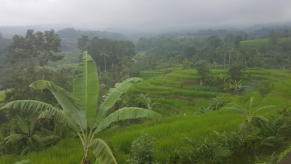 Make no mistake, Bali's humidity will slow you down. Bring water with you when you're out in the rice fields.