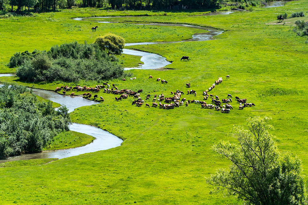 Mongolia's vast grasslands.