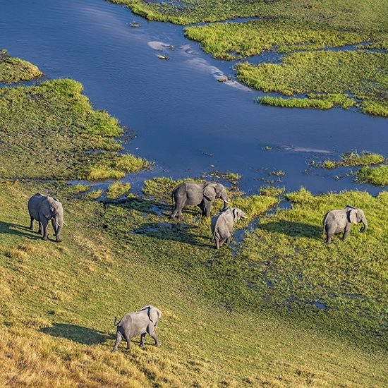 Living with Elephants