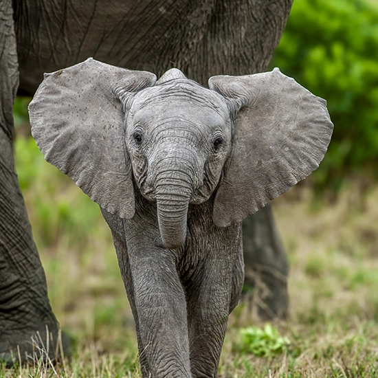 Reteti Elephant Sanctuary