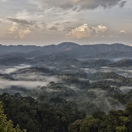 Chimpanzees Tracking