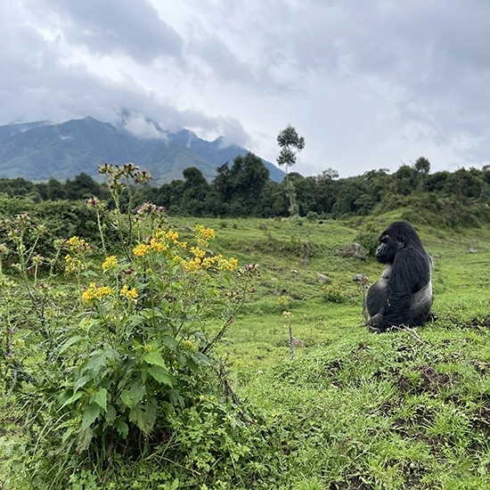 Mountain Gorilla Conservation Experience