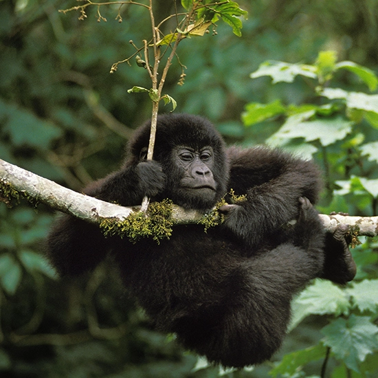 Gorilla Trekking