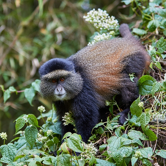 Golden Monkey Trekking