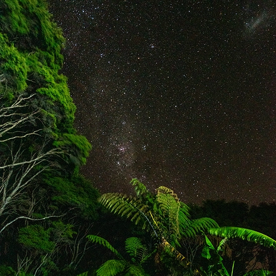 Zealandia Twilight Walk