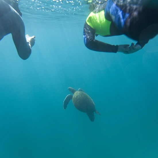 Galápagos Wildlife Excursion