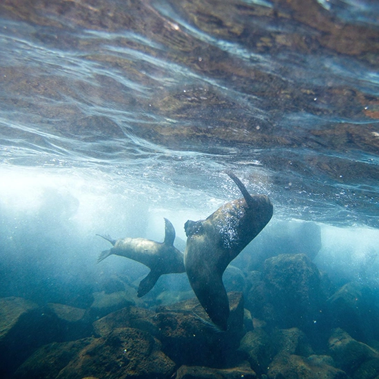 Seal Colony Visit