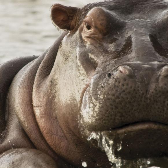 Kenya Wildlife Service Conservation Talk