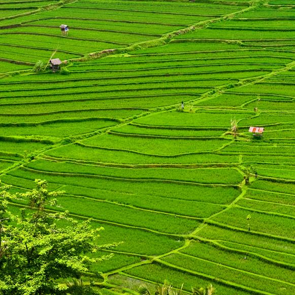 Rice Terrace Village Walk and Weaving Demonstration