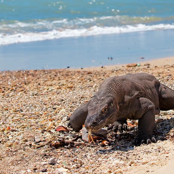 Komodo National Park Day Trip