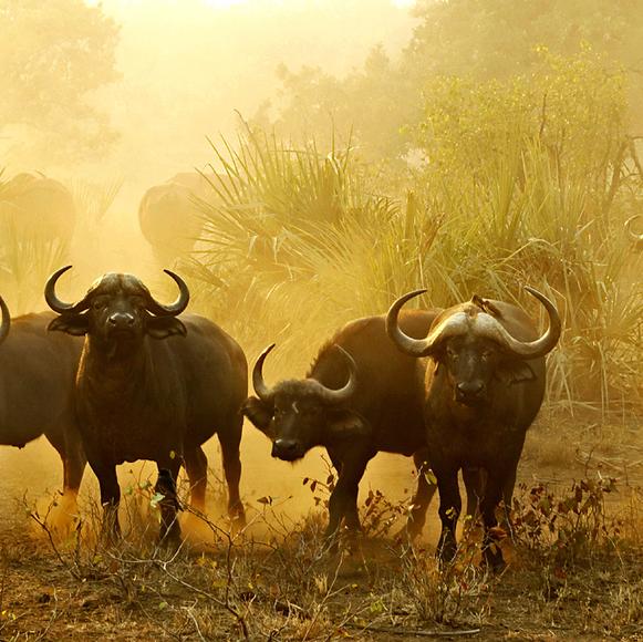 Morning Safari Drive in Sabi Sands Private Reserve